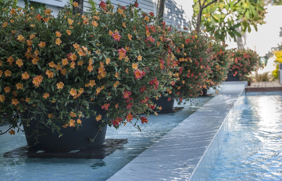 בית בהרצליה פיתוח, אדריכלית שירלי דן